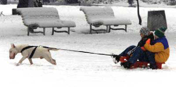 Chien de traineau-humourenvrac